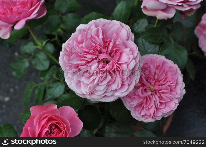 pink rose flower. pink rose perennial shrub (genus Rosa) flower bloom
