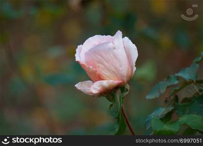 pink rose flower plant in the garden