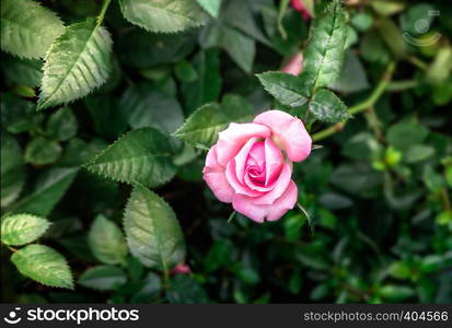 Pink rose flower with green leaves in the garden. Pink rose flower