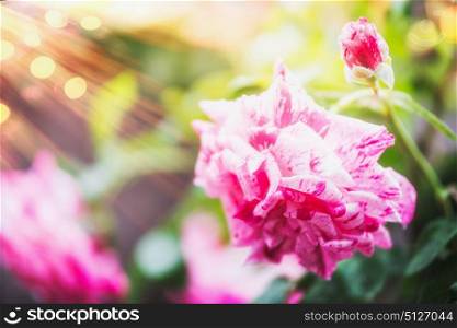 Pink rose flowers at summer garden nature background with sunlight and bokeh, close up.Pink hybrid tiger rose