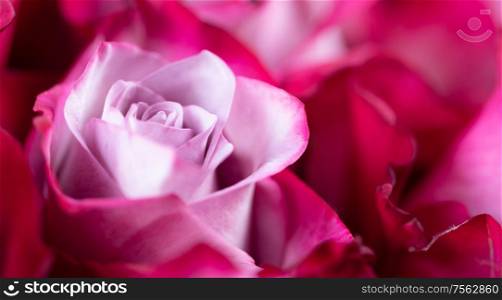 Pink rose flowers background with copy space for text. Pink rose flowers background