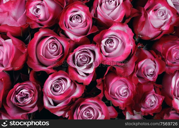 Pink rose flowers background with copy space for text. Pink rose flowers background