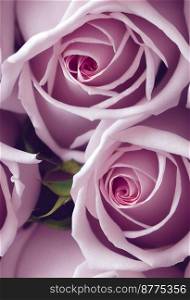 Pink rose flowers bouquet 3d illustrated