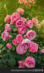 Pink rose flowers bush in garden. Pink rose flower. Flowering pink roses in the garden. Pink rose flowers. Blossom pink roses