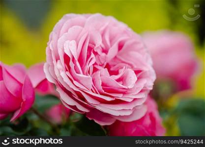 Pink rose flowers on background blurry pink roses flower in the garden. Nature background. Pink rose flowers