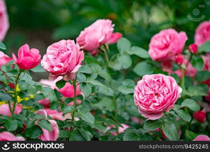 Pink rose flowers on background blurry pink roses flower in the garden. Nature background. Pink rose flowers