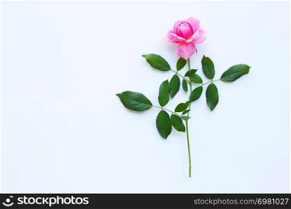 Pink rose flowers on white background. Copy space