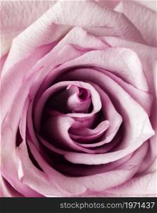 pink rose. High resolution photo. pink rose. High quality photo