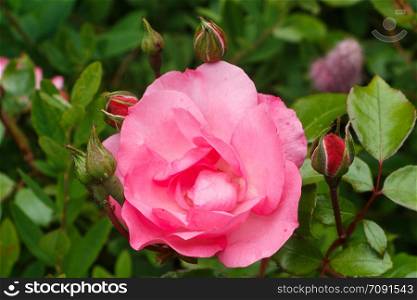 Pink rose in a garden during summer