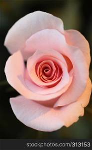 pink rose in close up