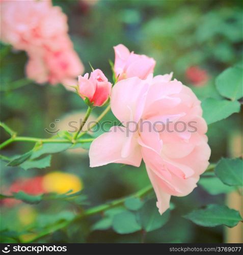 Pink rose in garden with retro filter effect