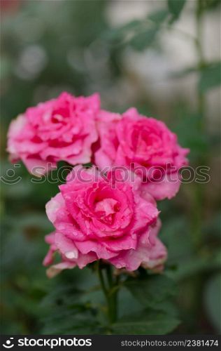Pink rose in the field. Flowers plant growing in garden. Bush of pink roses. Pink flowers in garden.. Pink roses in the garden. Large terry flowers.