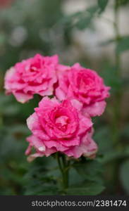 Pink rose in the field. Flowers plant growing in garden. Bush of pink roses. Pink flowers in garden.. Pink roses in the garden. Large terry flowers.