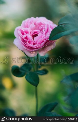 Pink rose in the garden with blur background