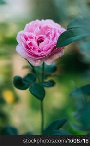 Pink rose in the garden with blur background