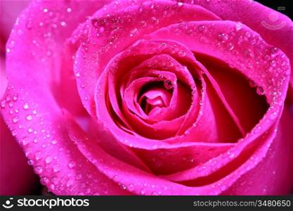 pink rose in water drops macro close up