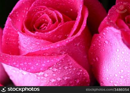 pink rose in water drops macro close up