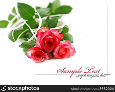 pink rose isolated on white background