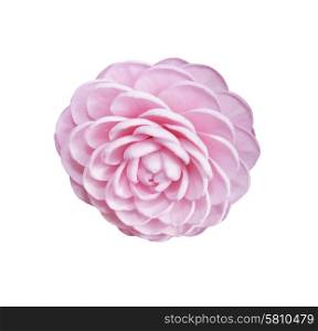 Pink Rose Isolated on White Background