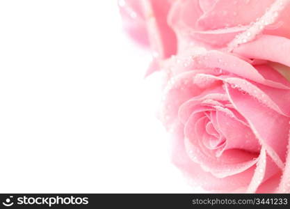 pink rose macro close up