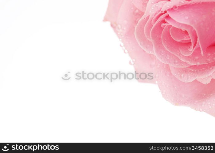 pink rose macro close up