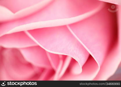 pink rose macro close up