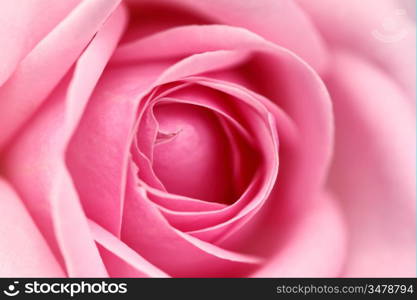 pink rose macro close up