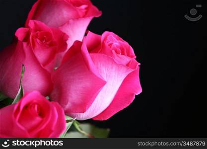 pink rose macro close up