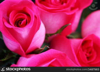 pink rose macro close up