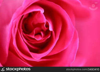 pink rose macro close up