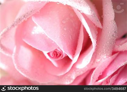 pink rose macro close up