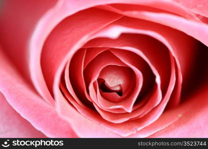 pink rose macro close up