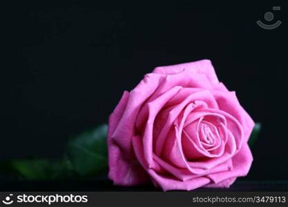 pink rose macro closeup