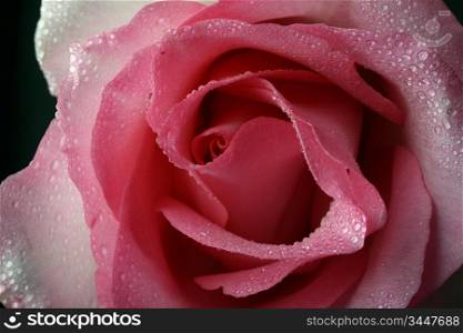 pink rose macro closeup on black