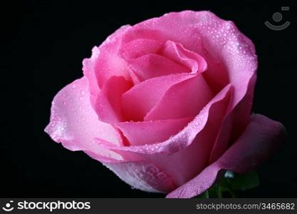pink rose macro closeup on black