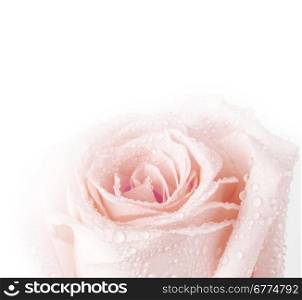 pink rose macro on white background with copy space