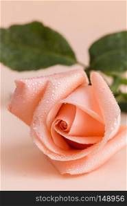 Pink rose on colored background .Isolated