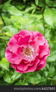 Pink rose on green foliage , outdoor, close up