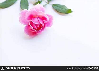 Pink rose on over white background. Copy space, Concept background for Valentines Day