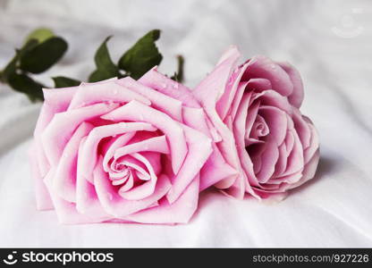Pink rose on the bed