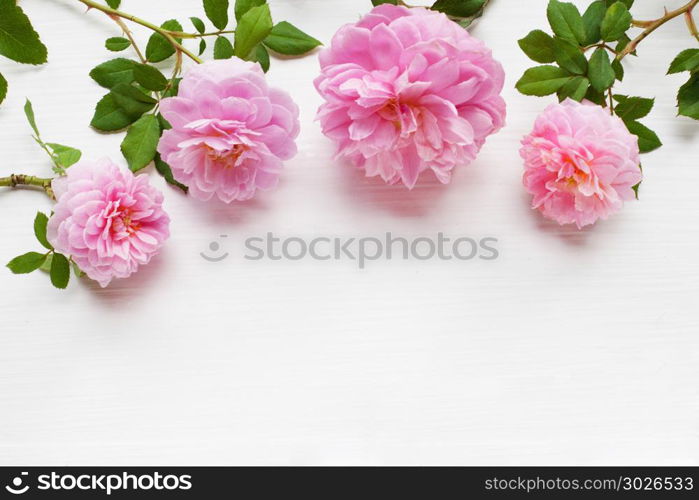 Pink rose on white, Huntington Rose.. Pink rose on white background, Huntington Rose.