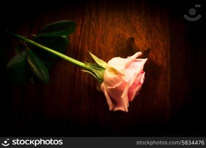 Pink rose on wood background