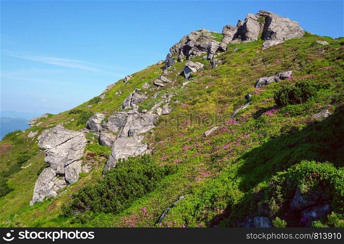Pink rose rhododendron flowers and big rocky boulders on summer mountain slope. Carpathian, Chornohora, Ukraine.