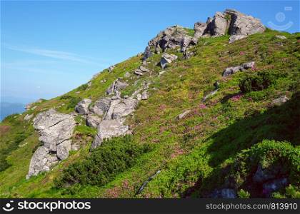 Pink rose rhododendron flowers and big rocky boulders on summer mountain slope. Carpathian, Chornohora, Ukraine.