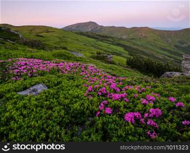 Pink rose rhododendron flowers (close-up) on early morning summer mountain slope and Pip Ivan Mount top. Carpathian, Chornohora, Ukraine.