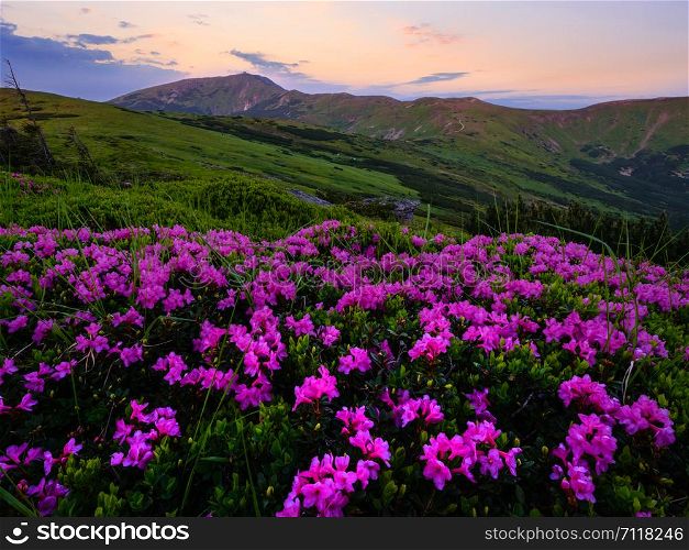 Pink rose rhododendron flowers (close-up) on early morning summer mountain slope and Pip Ivan Mount top. Carpathian, Chornohora, Ukraine.