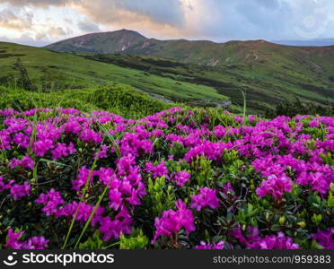 Pink rose rhododendron flowers (close-up) on evening sunset summer mountain slope and Pip Ivan Mount top. Carpathian, Chornohora, Ukraine.