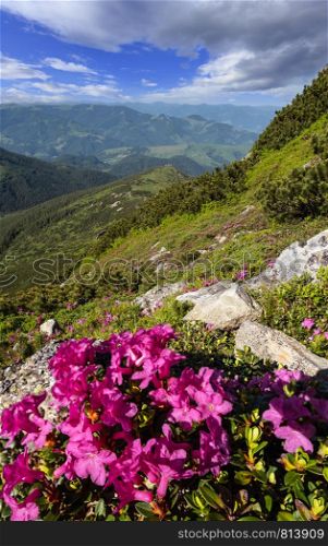 Pink rose rhododendron flowers (close-up) on summer mountain slope. Carpathian, Chornohora, Ukraine.