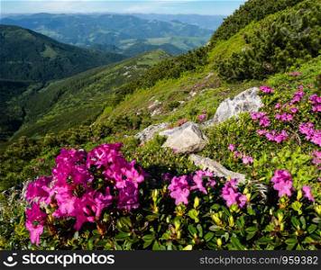 Pink rose rhododendron flowers (close-up) on summer mountain slope. Carpathian, Chornohora, Ukraine.