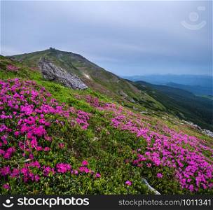 Pink rose rhododendron flowers (in front, close-up) on summer mountain slope and Pip Ivan Mount peak behind with observatory ruins. Carpathian, Chornohora, Ukraine.